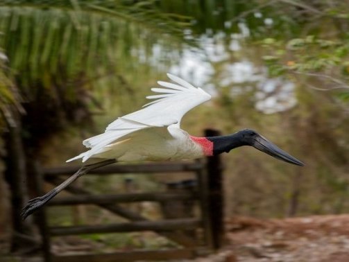 Tuiuiu-visitação-de-aves-no-Pantanal-de-Miranda-730x425