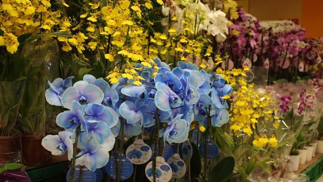 Flores-730x425