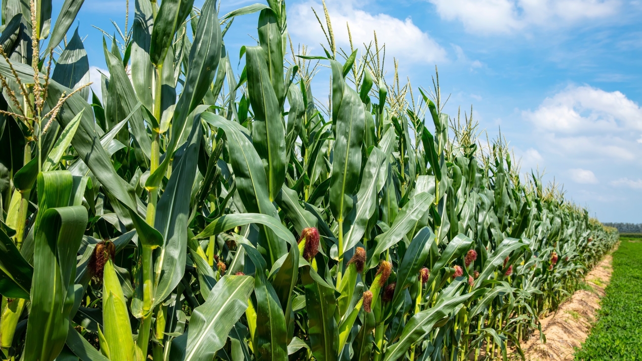 The corn grew in the field