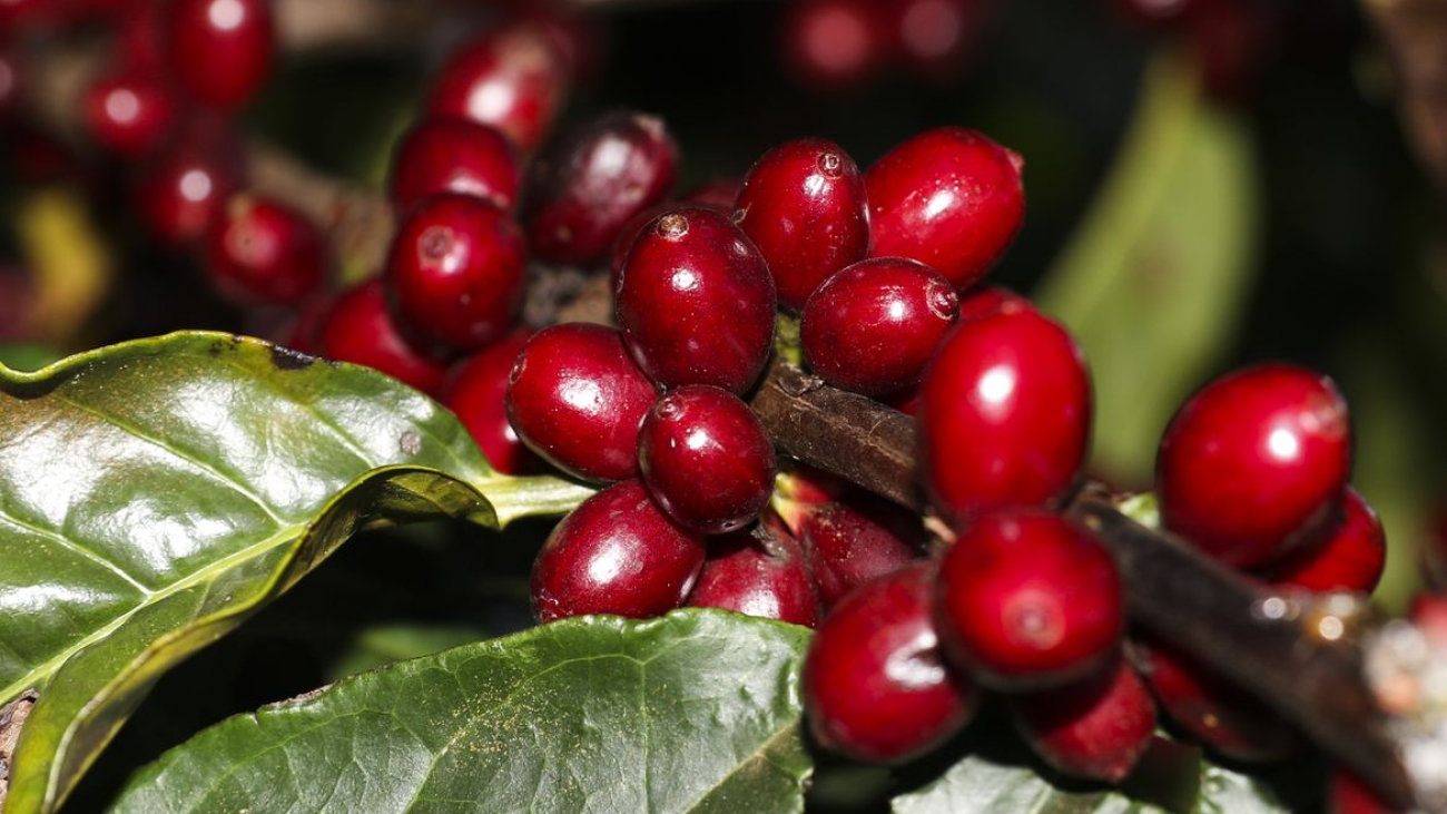 Plantação de Café
