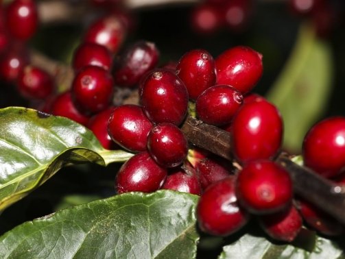 Plantação de Café