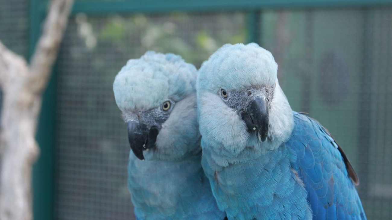 ave_cyanopsitta_spixii_ararinha_azul_foto_camile_ugarini