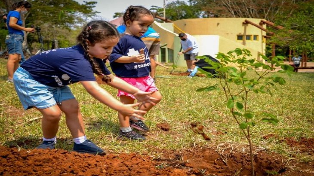 plantio-de-ipês-768x425-730x425