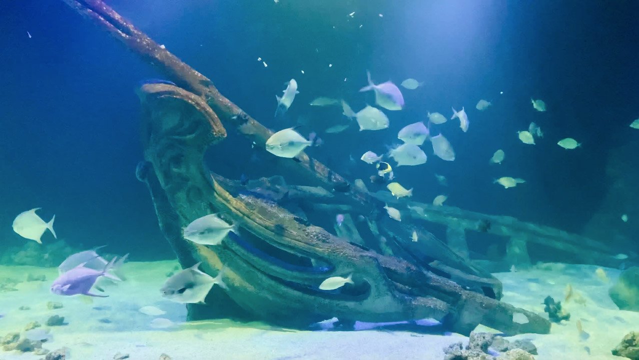 Oceanic Aquarium