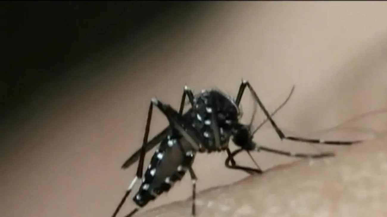 es1-vix-pgm-jan-dez-dengue-no-es.mp4-snapshot-07.00.814