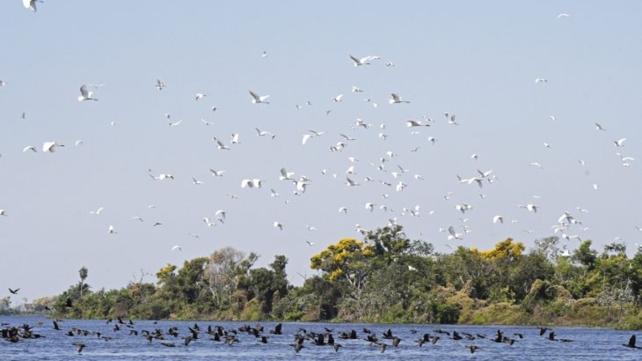 Pantanal-Foto-Bruno-Rezende-19-730x480-1