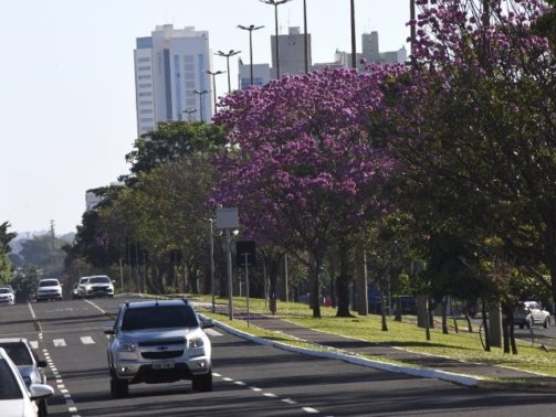 Ipes-Foto-Bruno-Rezende-05-730x480