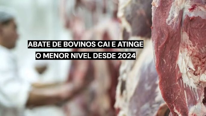 Abate de bovinos no Brasil registra queda de 21,6% em julho de 2026.