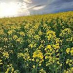 Lavoura de canola no Norte do Rio Grande do Sul durante o florescimento
