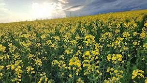 Lavoura de canola no Norte do Rio Grande do Sul durante o florescimento