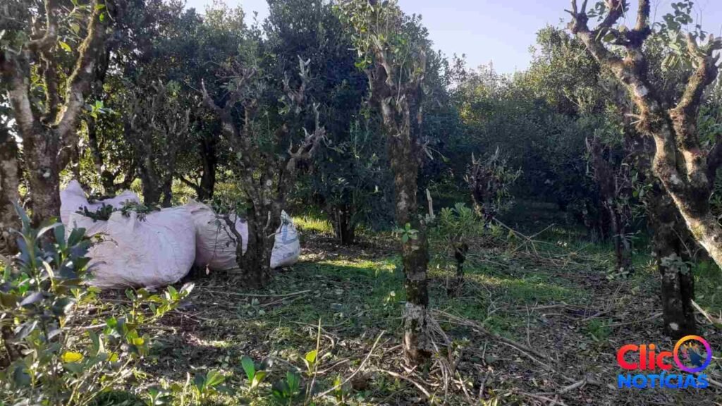 Colheita da erva-mate avança no Alto Uruguai durante a safra
