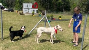 Feira de adoção de cães em Erechim busca novos lares para 12 animais resgatados