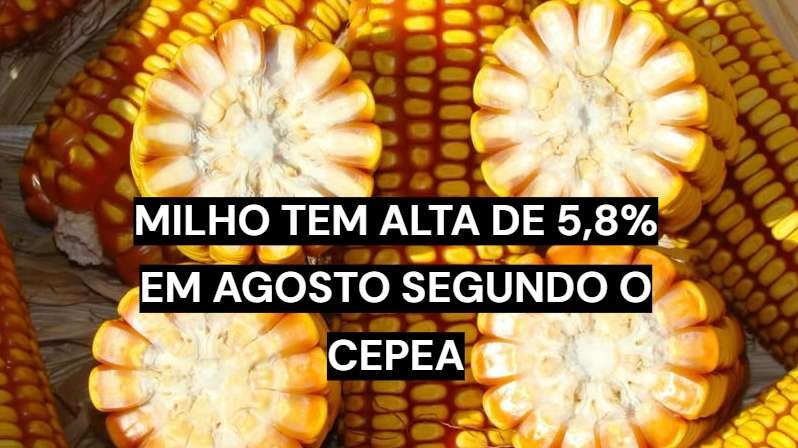 Espigas de milho em lavoura durante período de alta nos preços