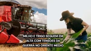 Milho e trigo sobem em Chicago com tensão no Mar Negro