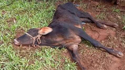 Raiva herbívora em Crissiumal preocupa produtores após mortes de animais