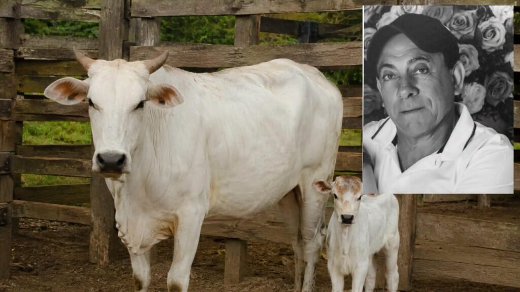 Vaca durante atividade de manejo rural após ataque a produtor em Paranavaí