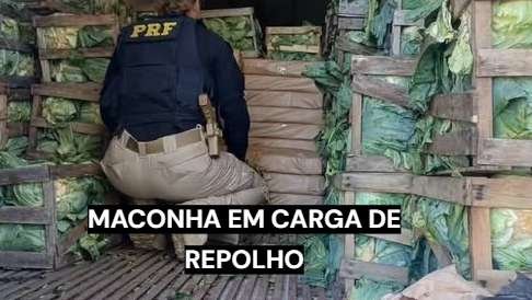 PRF apreende 2,46 toneladas de maconha em carga de repolho