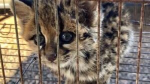 Filhote de jaguatirica é resgatado em Ametista do Sul