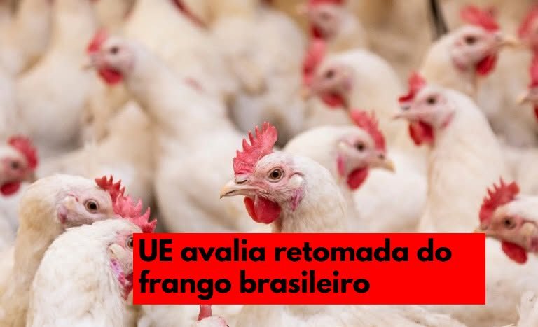 UE avança em tratativas para retomar frango do Brasil