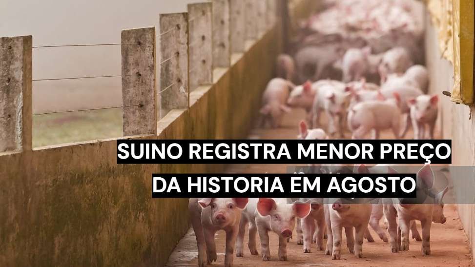 Suíno vivo registra menor preço real da série histórica do Cepea