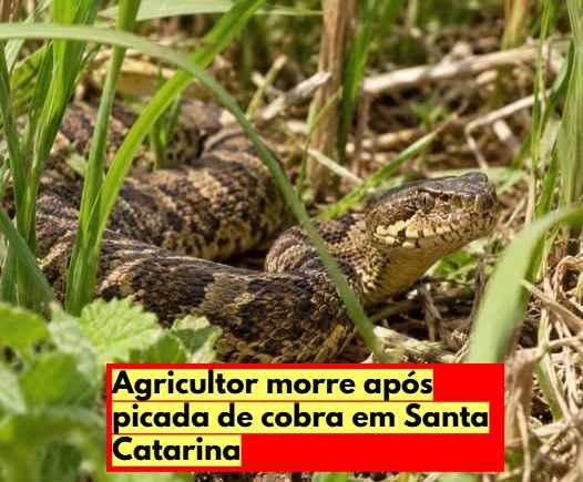 Agricultor de 61 anos morre após picada de cobra em SC