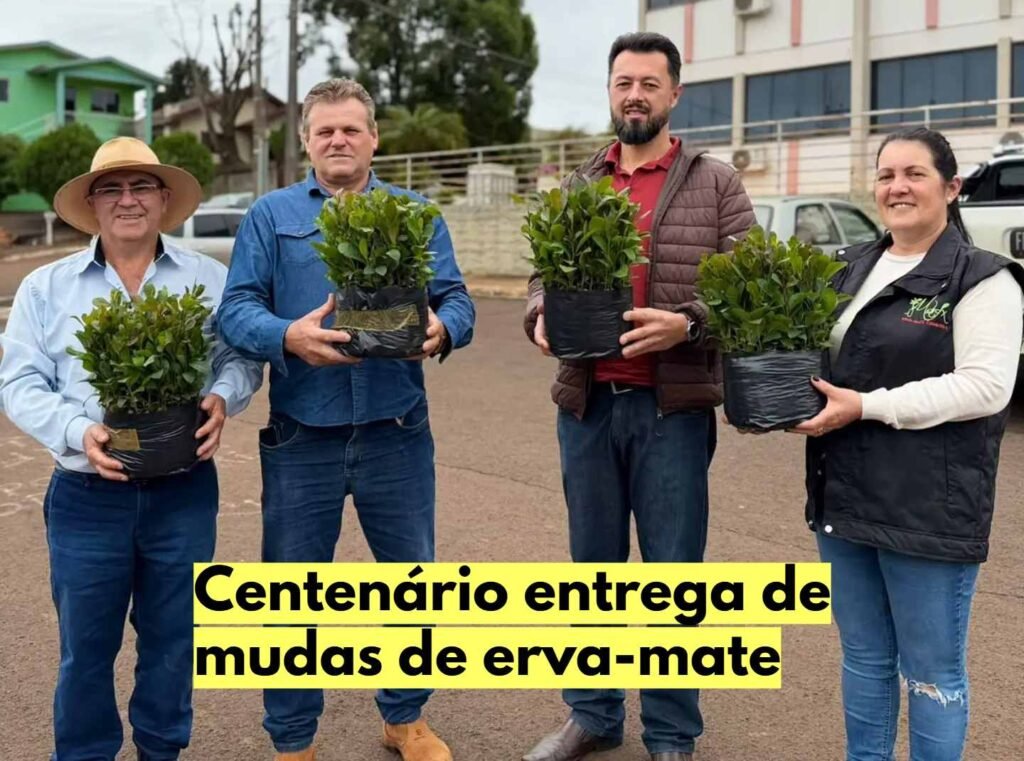 Entrega de mudas de erva-mate começa em Centenário