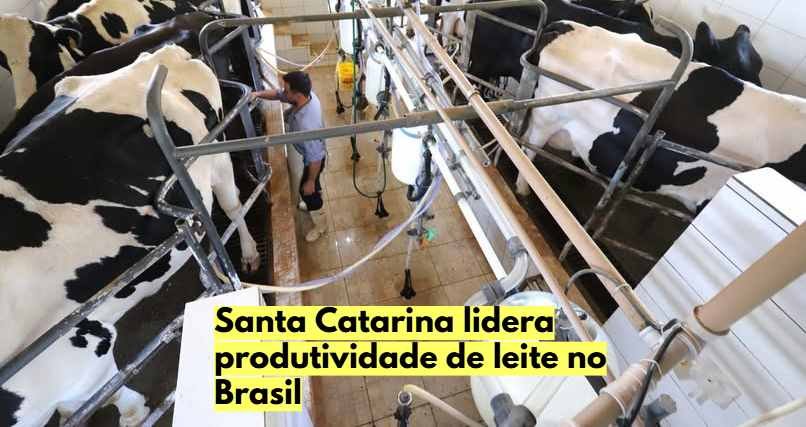 vacas leiteiras em uma propriedade rural de Santa Catarina.