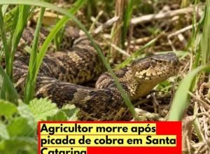 Agricultor morre após picada de cobra em Santa Catarina