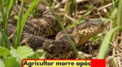 Agricultor morre após picada de cobra em Santa Catarina