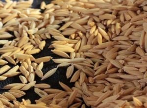 Preço do arroz no Rio Grande do Sul registra alta durante negociações entre produtores e indústrias.