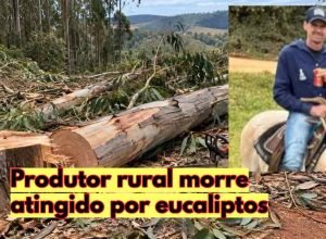 acidente-corte-eucaliptos-mg