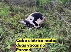 Rompimento de cabo elétrico provocou a morte de duas vacas leiteiras em propriedade rural de Três Barras do Paraná.
