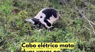 Rompimento de cabo elétrico provocou a morte de duas vacas leiteiras em propriedade rural de Três Barras do Paraná.