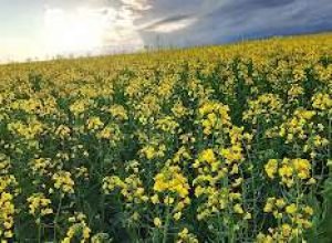 Lavoura de canola no Norte do Rio Grande do Sul durante o florescimento