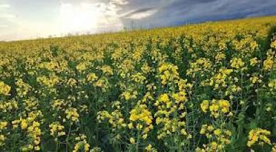Lavoura de canola no Norte do Rio Grande do Sul durante o florescimento