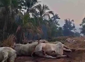 carreta pega fogo