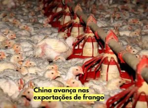 china-exportacoes-frango-brasil