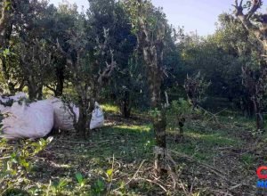 Colheita da erva-mate avança no Alto Uruguai durante a safra