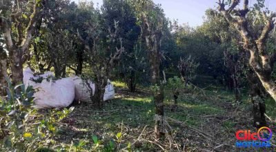 Colheita da erva-mate avança no Alto Uruguai durante a safra