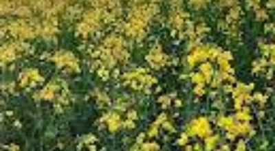 Lavoura de canola no Norte do Rio Grande do Sul durante o florescimento