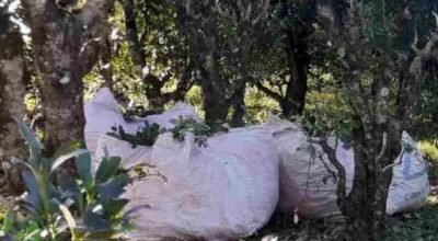 Colheita da erva-mate avança no Alto Uruguai durante a safra