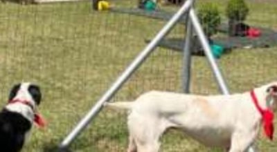 Feira de adoção de cães em Erechim busca novos lares para 12 animais resgatados