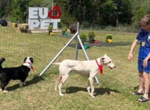 Feira de adoção de cães em Erechim busca novos lares para 12 animais resgatados