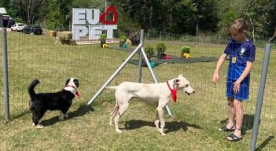 Feira de adoção de cães em Erechim busca novos lares para 12 animais resgatados