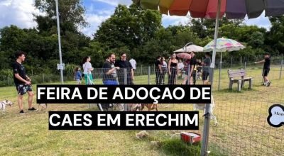Cães resgatados aguardam adoção durante feira em Erechim