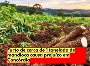 furto-mandioca-concordia
