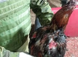 57 galos resgatados de suposta rinha em Mato Castelhano