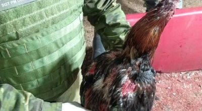 57 galos resgatados de suposta rinha em Mato Castelhano