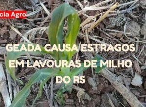geada-lavouras-milho-rio-grande-do-sul.jpg