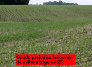 geada-lavouras-milho-trigo-rio-grande-do-sul